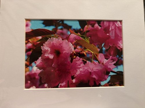 Cherry Blossoms 4, Tidal Basin, DC